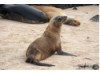 Galápagos Sea Lion 8