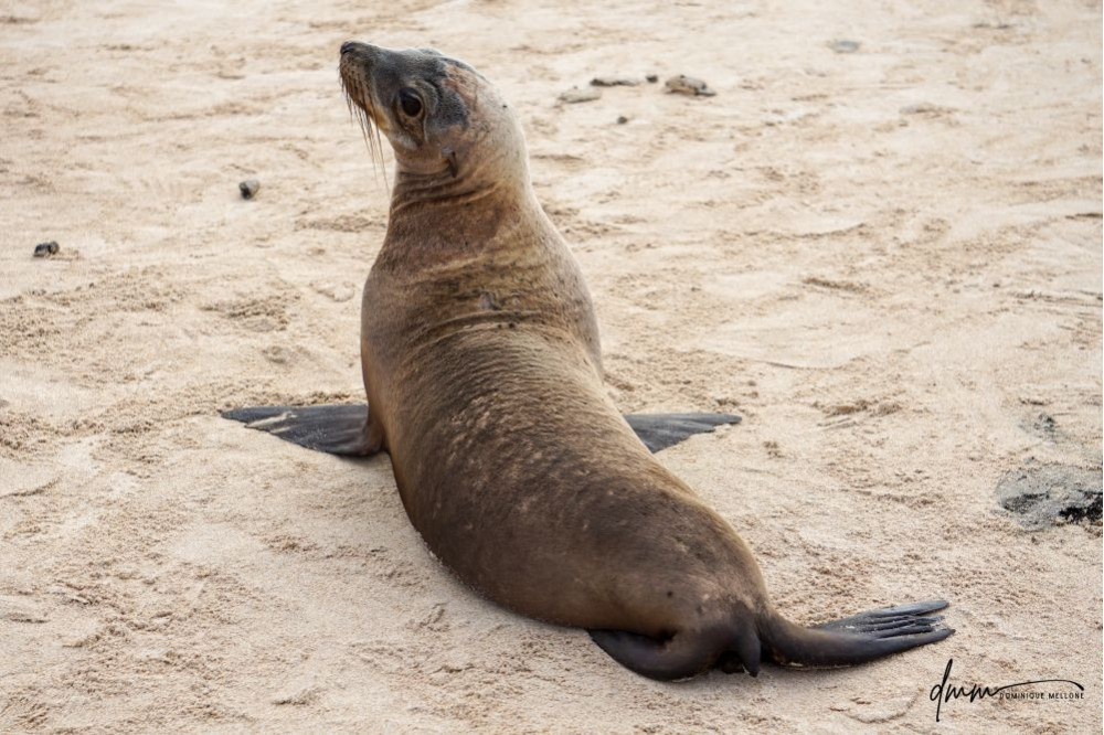 Galápagos Sea Lion 9