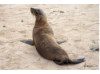Galápagos Sea Lion 9