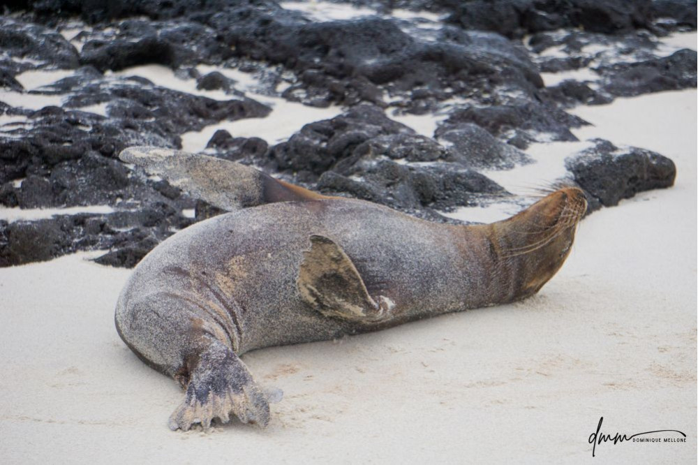 Galápagos Sea Lion- Asleep 1