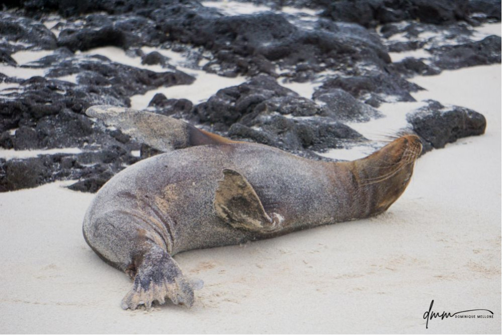 Galápagos Sea Lion- Asleep 1