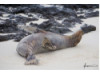 Galápagos Sea Lion- Asleep 1