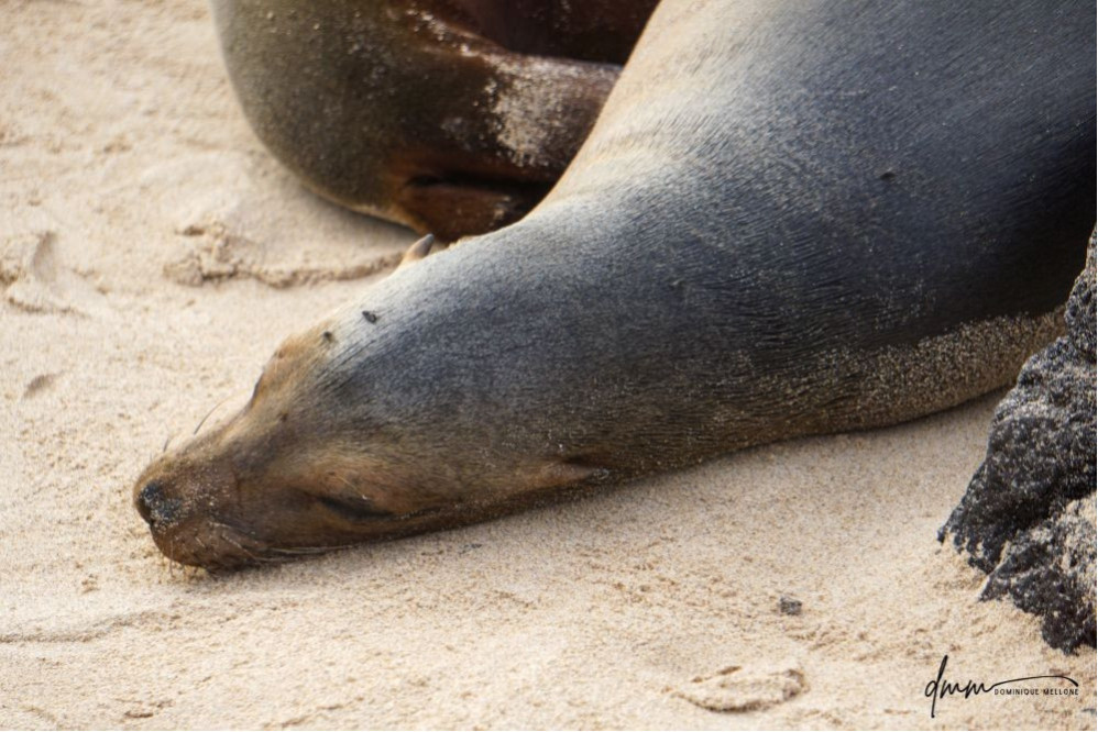 Galápagos Sea Lion- Asleep 2