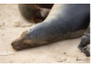 Galápagos Sea Lion- Asleep 2