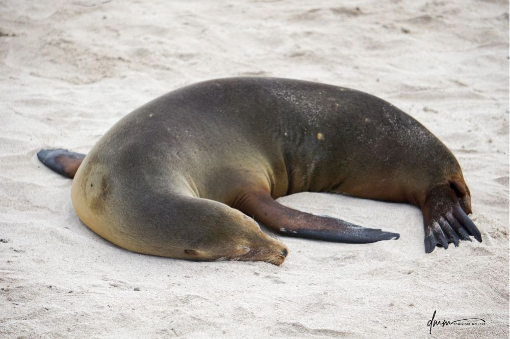 Galápagos Sea Lion- Asleep 3