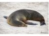 Galápagos Sea Lion- Asleep 3