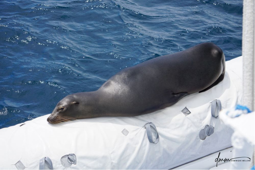 Galápagos Sea Lion- Asleep on Boat 1