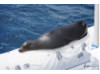 Galápagos Sea Lion- Asleep on Boat 1
