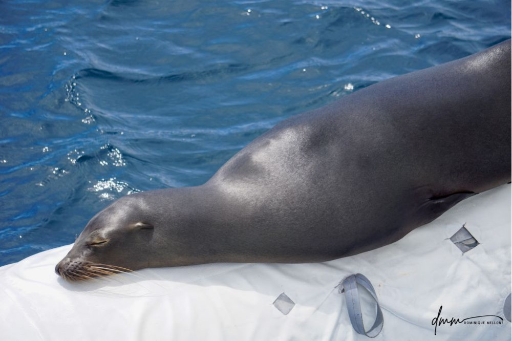 Galápagos Sea Lion- Asleep on Boat 2