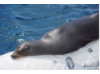 Galápagos Sea Lion- Asleep on Boat 2
