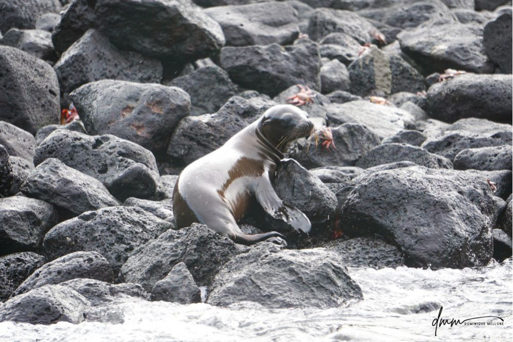 Galápagos Sea Lion- Baby on Rocks 1