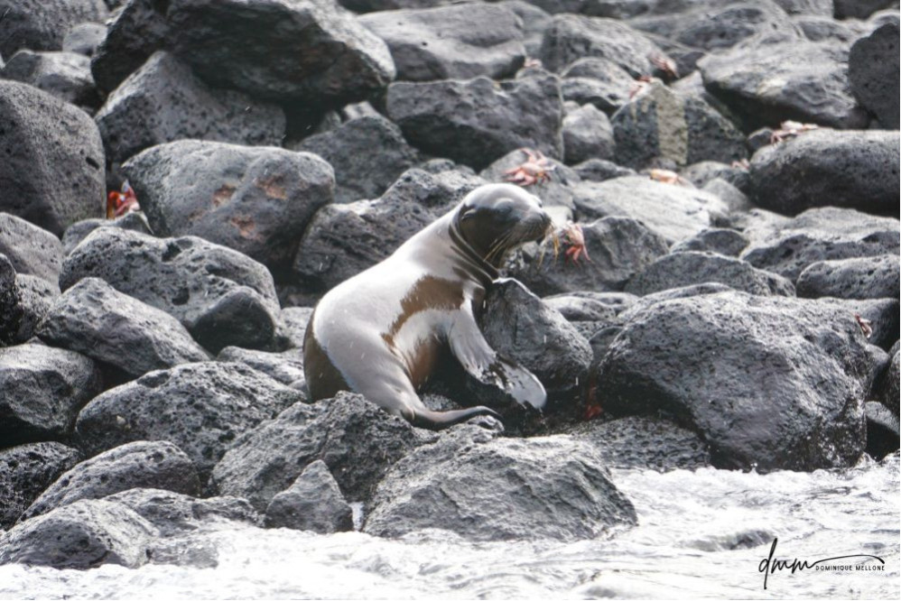 Galápagos Sea Lion- Baby on Rocks 1