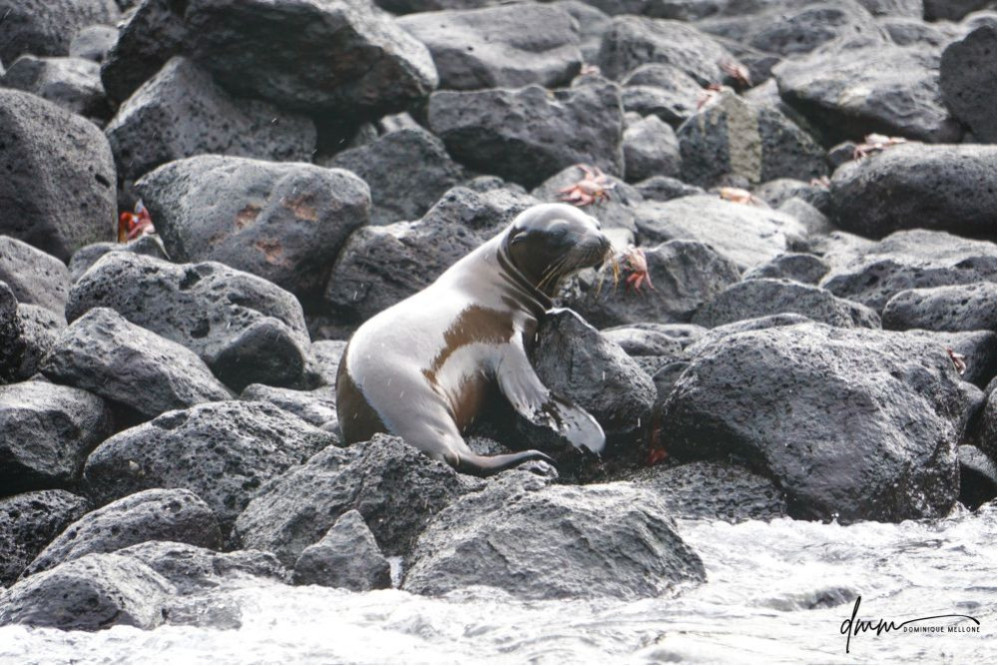 Galápagos Sea Lion- Baby on Rocks 1