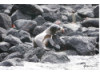 Galápagos Sea Lion- Baby on Rocks 1