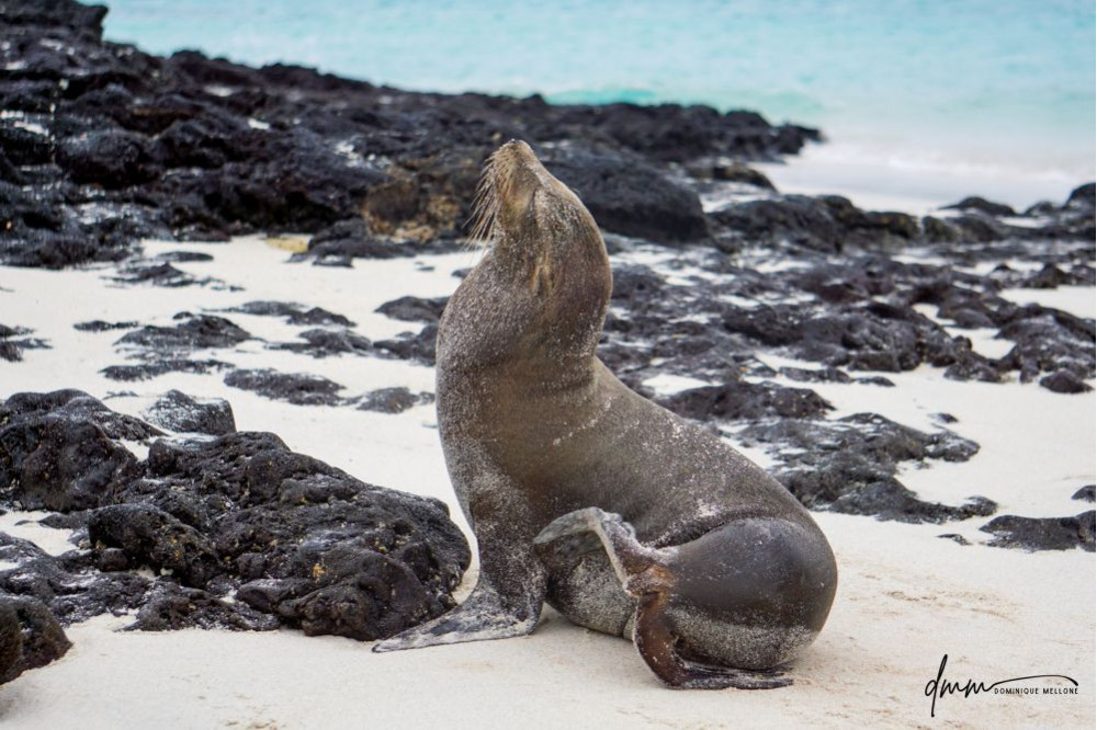 Galápagos Sea Lion- Head Tilt 1