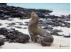 Galápagos Sea Lion- Head Tilt 1