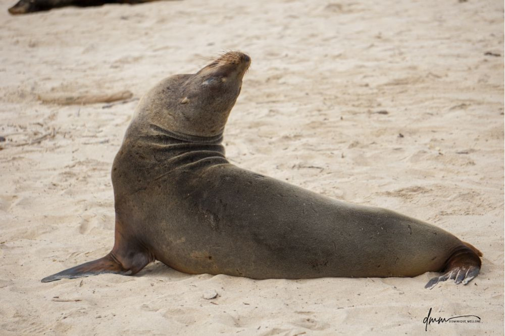 Galápagos Sea Lion- Head Tilt 10