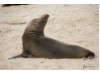 Galápagos Sea Lion- Head Tilt 10
