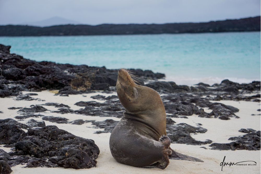 Galápagos Sea Lion- Head Tilt 2