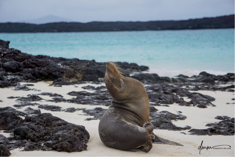 Galápagos Sea Lion- Head Tilt 2