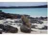 Galápagos Sea Lion- Head Tilt 2