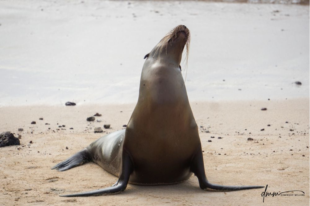 Galápagos Sea Lion- Head Tilt 3