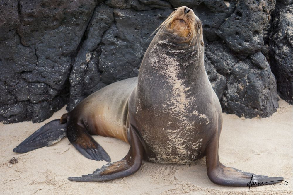 Galápagos Sea Lion- Head Tilt 4