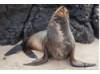 Galápagos Sea Lion- Head Tilt 4