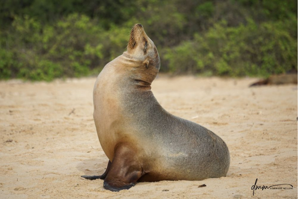 Galápagos Sea Lion- Head Tilt 5