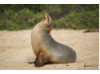 Galápagos Sea Lion- Head Tilt 5