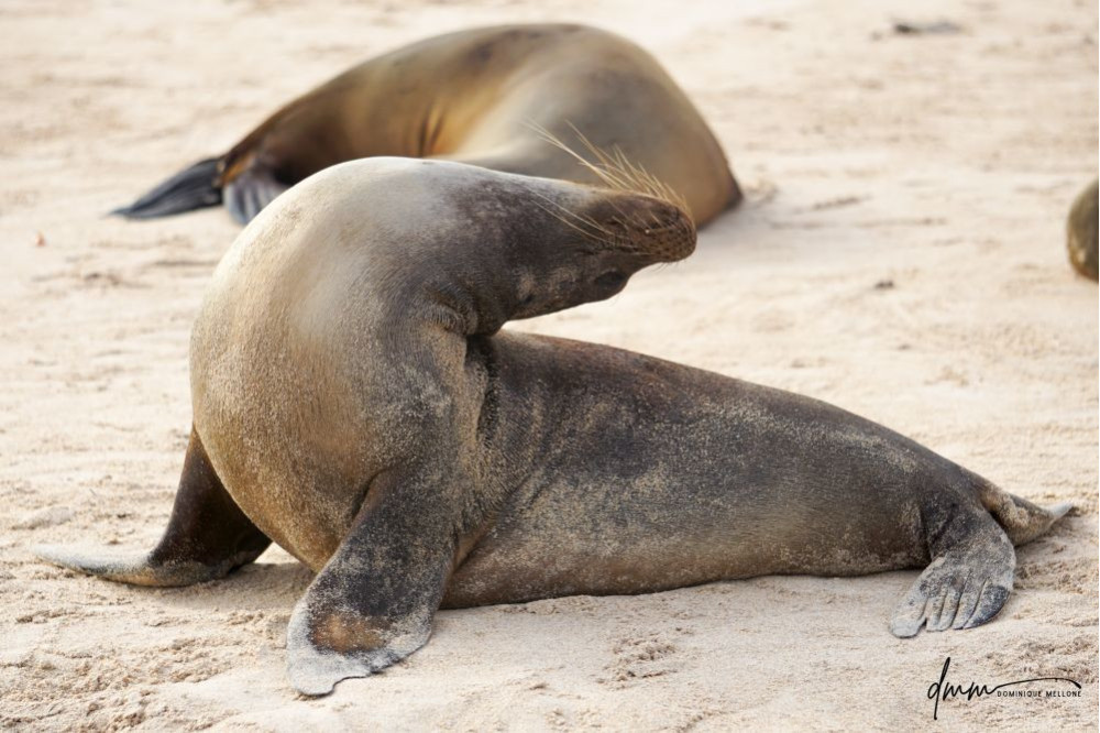 Galápagos Sea Lion- Head Tilt 6