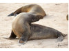 Galápagos Sea Lion- Head Tilt 6