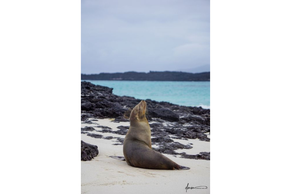 Galápagos Sea Lion- Head Tilt 7
