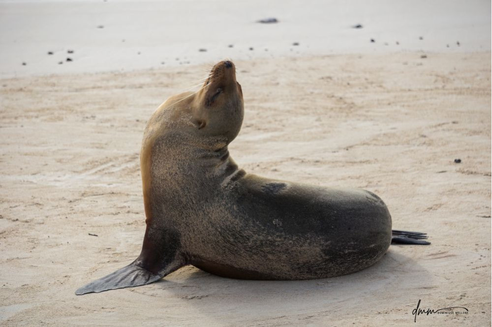 Galápagos Sea Lion- Head Tilt 8