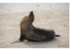 Galápagos Sea Lion- Head Tilt 8