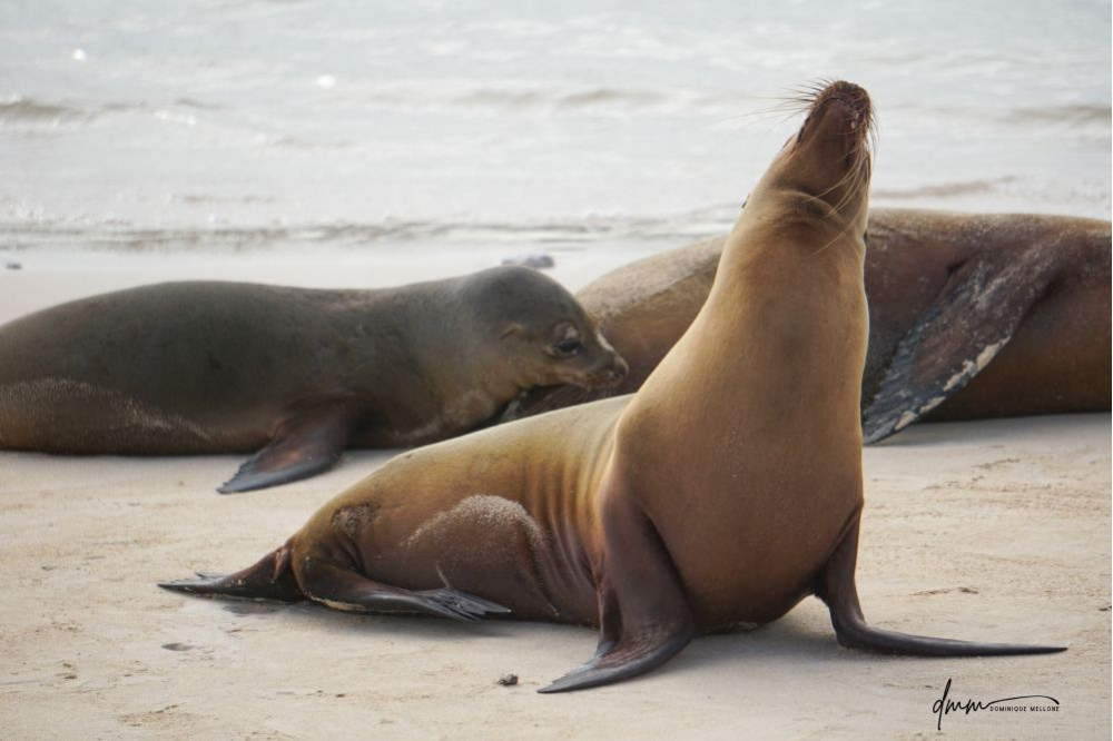 Galápagos Sea Lion- Head Tilt 9