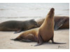 Galápagos Sea Lion- Head Tilt 9