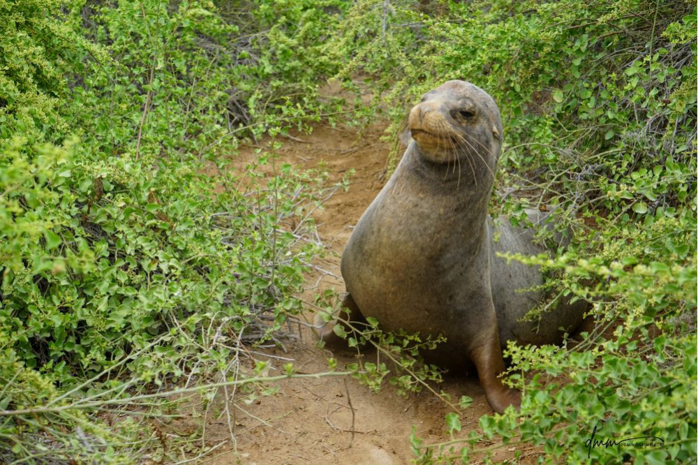 Galápagos Sea Lion- In Bushes