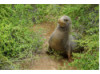 Galápagos Sea Lion- In Bushes