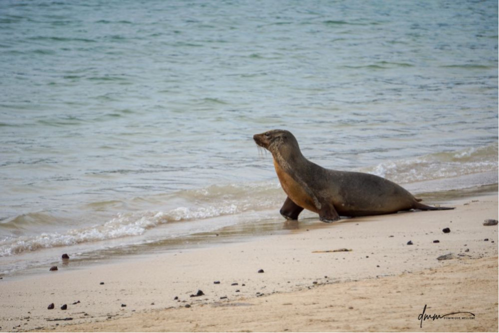 Galápagos Sea Lion- In Surf