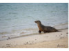 Galápagos Sea Lion- In Surf