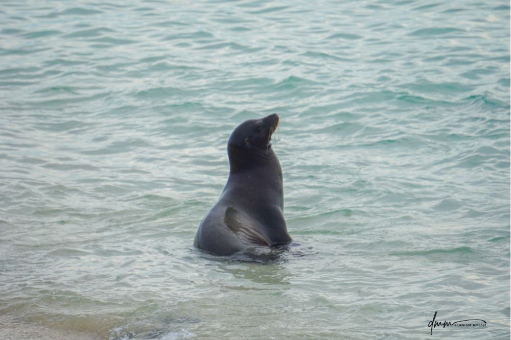 Galápagos Sea Lion- In Water
