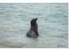 Galápagos Sea Lion- In Water