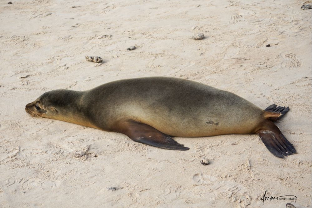 Galápagos Sea Lion- Lying Flat