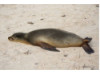 Galápagos Sea Lion- Lying Flat