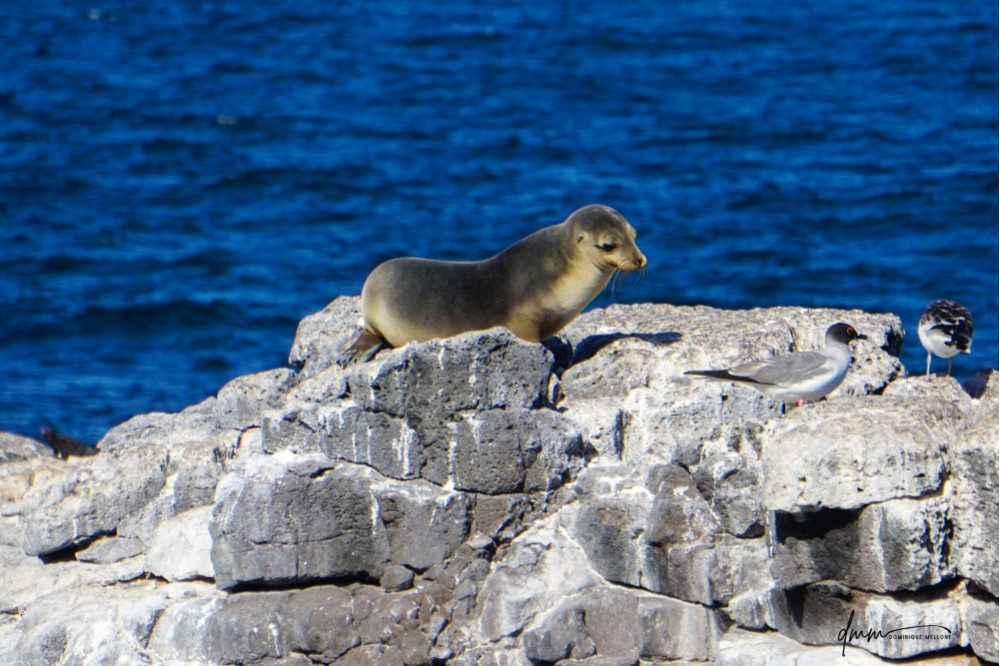 Galápagos Sea Lion- On Rocks 10