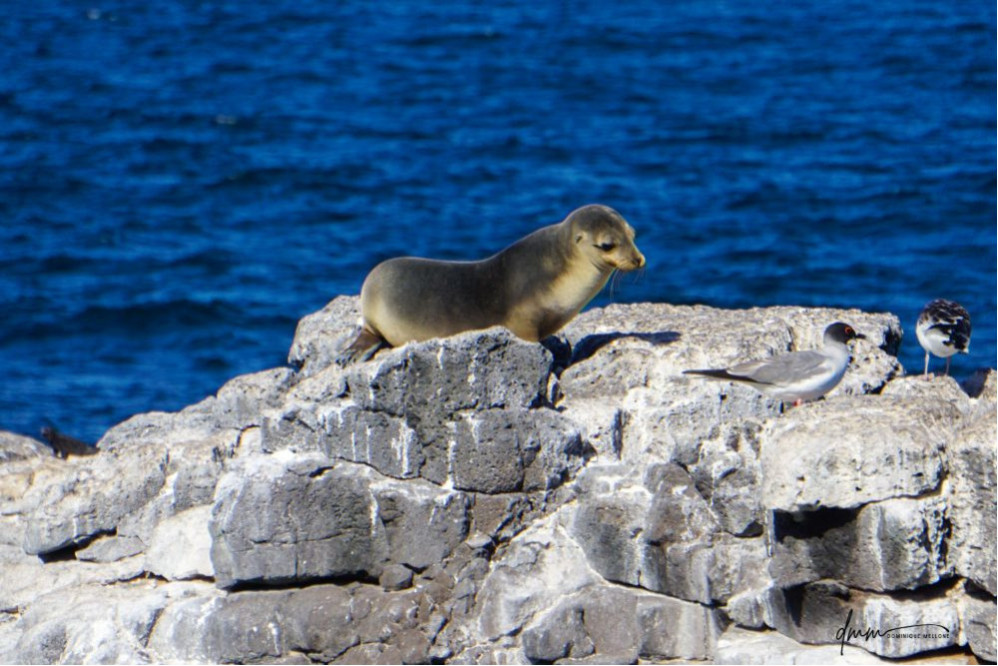 Galápagos Sea Lion- On Rocks 10
