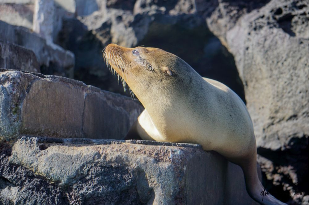 Galápagos Sea Lion- On Rocks 3