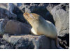 Galápagos Sea Lion- On Rocks 3