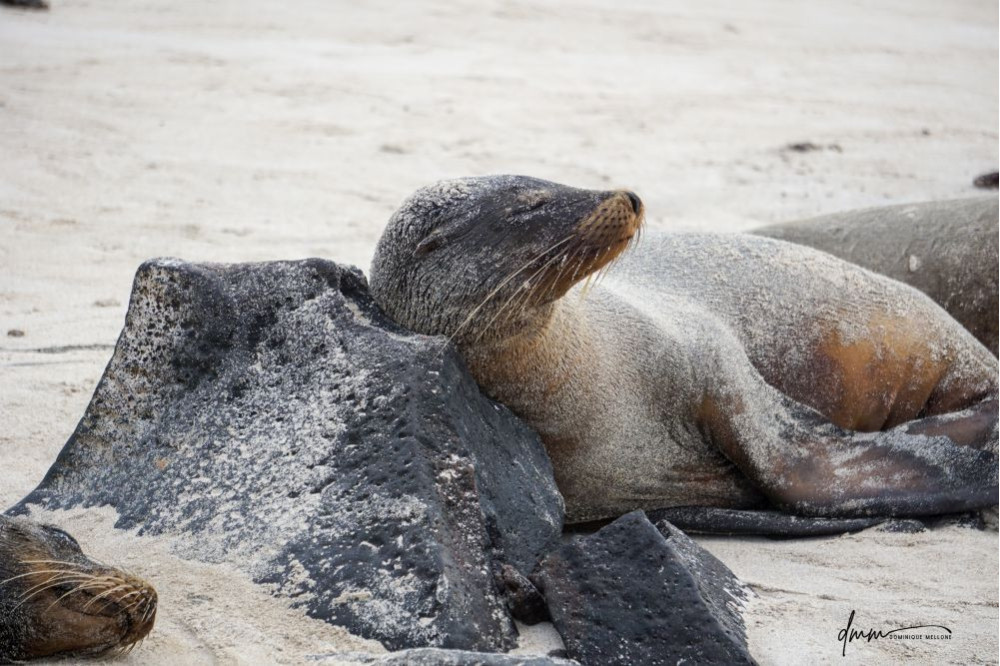 Galápagos Sea Lion- On Rocks 4